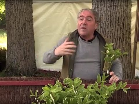 SCEAU de SALOMON, conseils de PLANTATION et de CULTURE