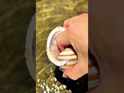 Hermit Crab’s Painful Pinch – Nature’s Tiny Warrior!