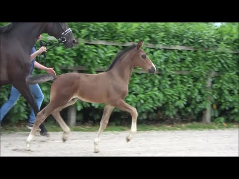 *2022 Hengst von Diamond First - Sir Donnerhall SOLD!!!