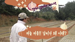 마늘 정식 부터 힘들다 정말 이러면 마늘이 문제가 아니고 양파 가격 폭락하는…