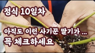 2020년 9월 22일 정식 10일 차 아직도 사기꾼 딸기들이 있네요 지속적인 관찰 예찰이 중요합니다. 딸기…