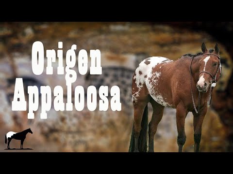 , title : 'El Caballo Moteado "Appaloosa" (Historia y Origen) 🐴-Del Cerro Soy'