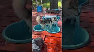 Video preview image #1 Pomsky Puppy For Sale in Benton, LA, USA