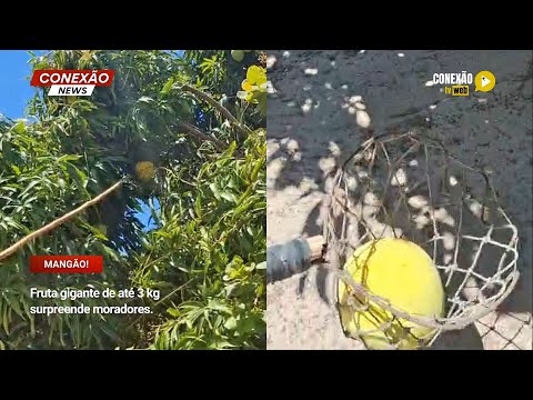 Vídeo: Fruta gigante de até 3 kg surpreende moradores.