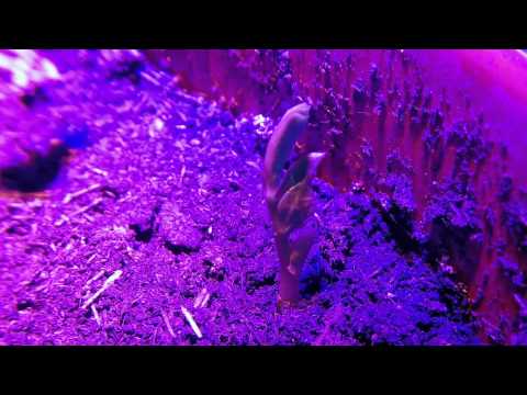 Seed growing time lapse GoPro Hero 3 plus black test with macro lens