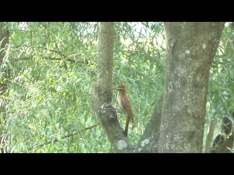 Scimitar-billed Woodcreeper, Drymornis bridgesii, Avia Terai, Chaco, Argentina, 8 Febr 2026 (1)