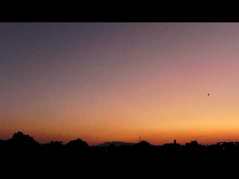 The Swallows in Heijo Palace Site 2（ＨＤ）2009