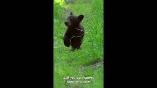 California Black Bear - Interesting Facts About the State's Most Famous Animal #shorts