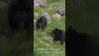 California Black Bear - Interesting Facts About the State's Most Famous Animal #shorts