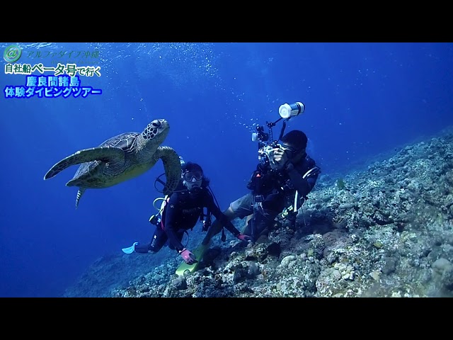 アルファダイブ沖縄(Alpha Dive Okinawa)