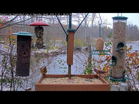 Feeder Birds Flock To Cornell FeederWatch Cam During First Snowfall – Nov. 2, 2020