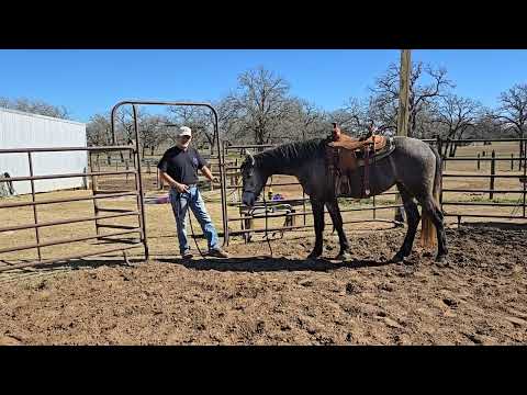 Cindy Day 2 Saddling Bonus Coverage