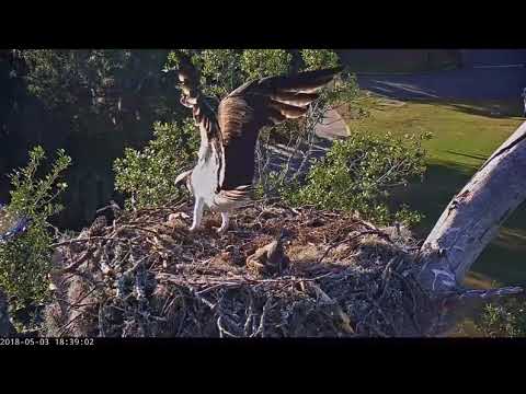 5/3/18 ~ SAVANNAH OSPREY, FEMALE DEALS WITH DECEASED CHICK
