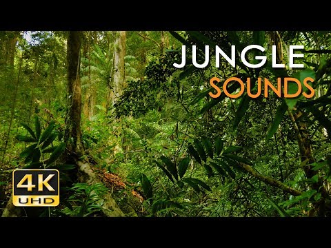 Jungle Sounds - Exotic Birds Singing - Tropical Forest - Relaxing Nature Video - 4K Ultra HD - 2160p