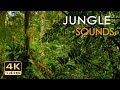 Jungle Sounds Exotic Birds Singing Tropical Forest Relaxing Nature Video 4K Ultra HD 2160p