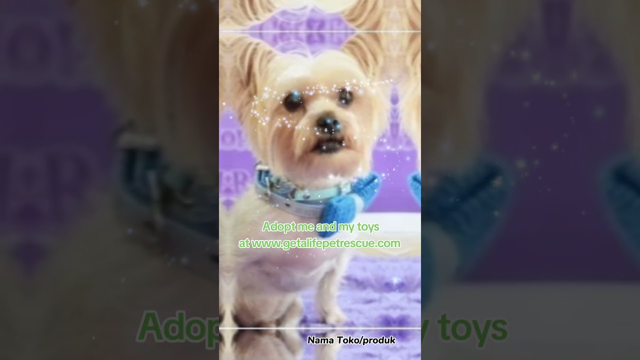 Enlarge Harrison Yorkie On Wheels, a Adoptable Yorkshire Terrier in Plantation, FL video 6/6