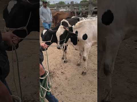 BEZERRADA COM PREÇO NA FEIRA DO GADO EM CAMPINA GRANDE-PB #shorts