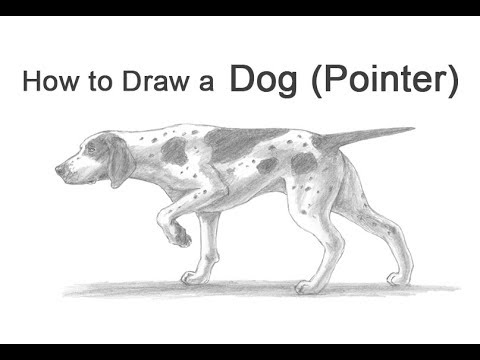 How to Draw a Dog (English / German Shorthaired Pointer)