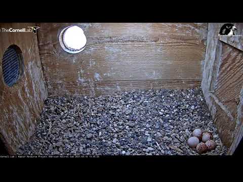Female Kestrel Reveals 5th Egg! April 16, 2021 | Wisconsin Kestrel Cam | Cornell Lab