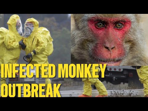 Virus Infected Monkeys Threaten Rural America