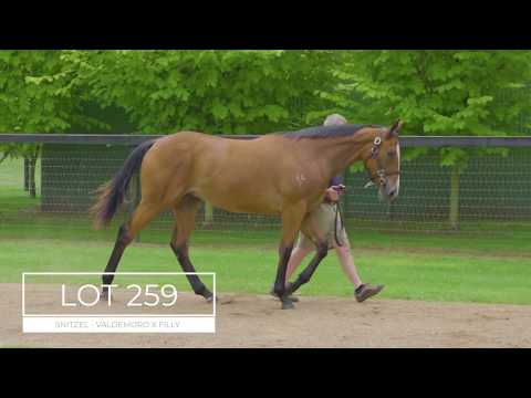 2019 Gold Coast Magic Millions Yearling Sale Lot 259