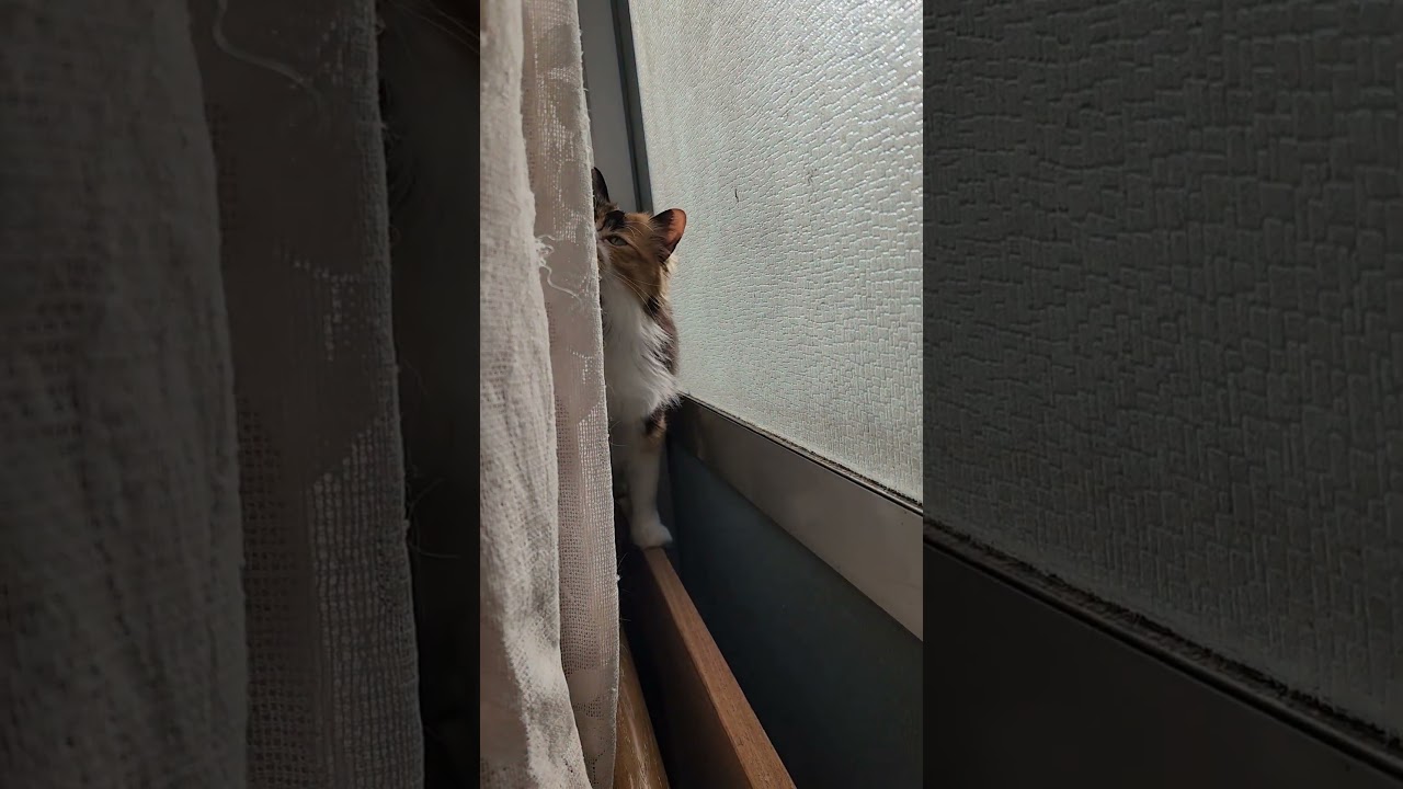 秘密基地でリラックスしてスリスリ猫#shorts