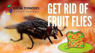 How to Get Rid of Fruit Flies? | Rid Of These Little Devils? - Get Expert Opinion