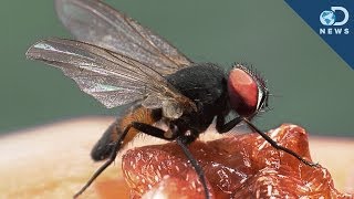 What Makes Flies The Greatest Flyers?