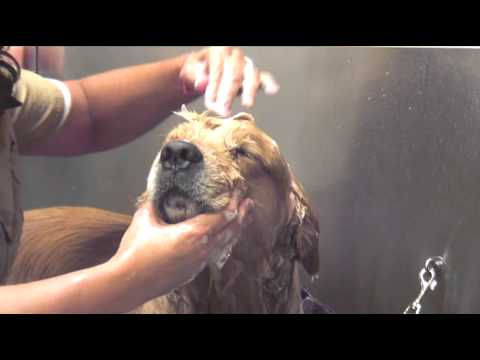 How to Bathe Your Dog : Dog Grooming