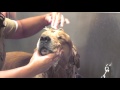 How To Bathe Your Dog Dog Grooming