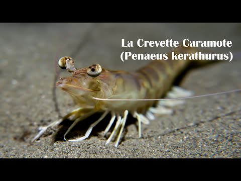 Penaeus (Melicertus) kerathurus
