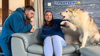 Giant Husky Does Everything He Can To Protect My Wife!😭💙. [CUTEST REACTION EVER!!]