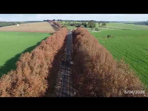Caminho dos Plátanos
