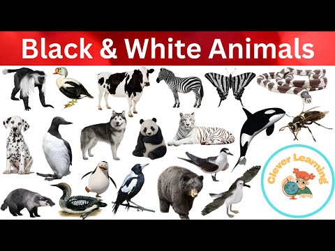 Black and White animals