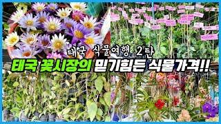 식물가격이 정말 싼데 사올 수 없으니 그림의 떡 ㅠㅠ 태국 꽃시장 투어 2탄!!