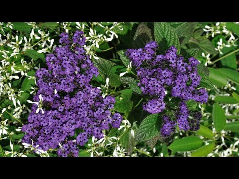 download lagu mp3 mp4 Heliotropo, download lagu Heliotropo gratis, unduh video klip Heliotropo