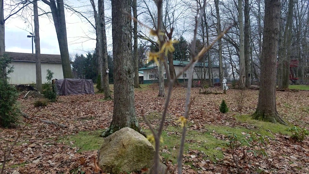 Witch hazel (Hamamelis Virginiana)