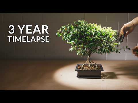 Growing a Chili Bonsai Tree