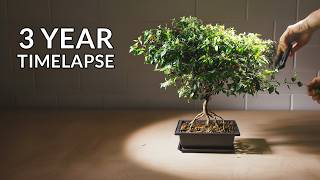 Growing a Chili Bonsai Tree