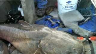 River Monsters Mississippi Style