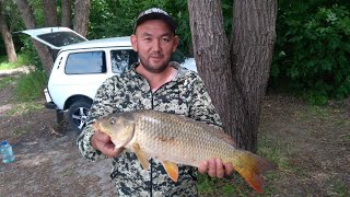 Все о ловле сазана на оби