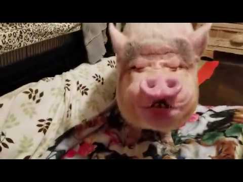 A SPECIAL MINI PIG NIGHT TIME ROUTINE FOR OUR SHARYN ZOO NIGHT OWLS 💖 SWEET DREAMS 💖