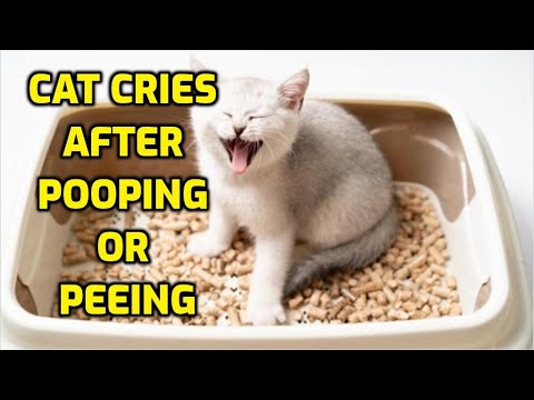 Why Does My Cat Meow After Going To The Bathroom?