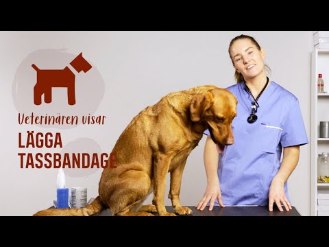 BÄSTA SÄTTET ATT LÄGGA TASSBANDAGE – GÖR SÅ HÄR