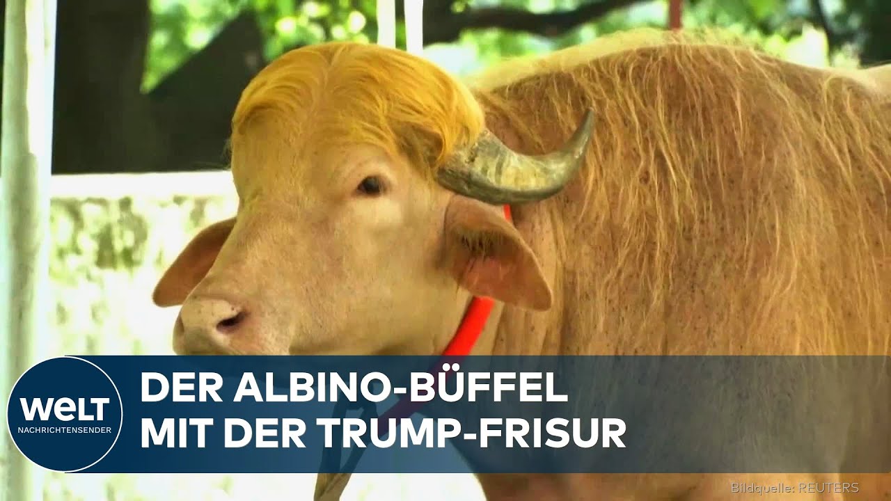 ALBINO-BÜFFEL: „Donald Trump“ lebt im Nationalzoo von Dhaka – gerettet vor der Schlachtung