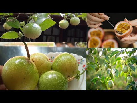 Benifits of passion fruit||farming malayalam|Rabizworld ramla