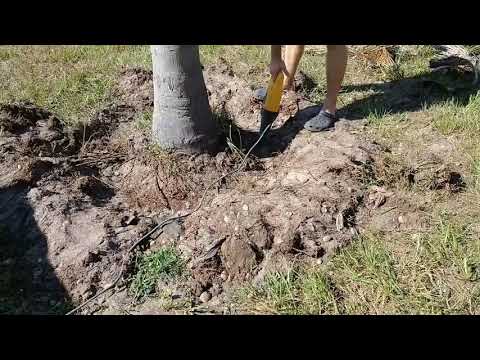 How to remove a palm tree