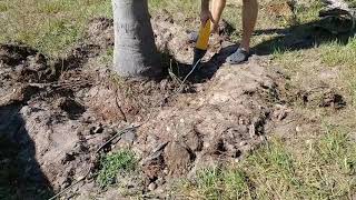 How to remove a palm tree