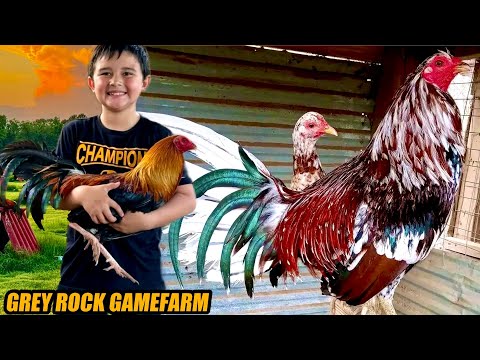 Spangled hatch Kelso And Pure Hatch Brownred Albany | GREY ROCK GAMEFARM