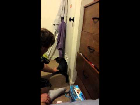 Tug of War: K.C.Tea vs. Balloon